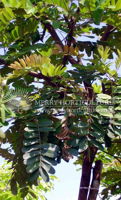 Cassia simensis yellow (Round leaves)1